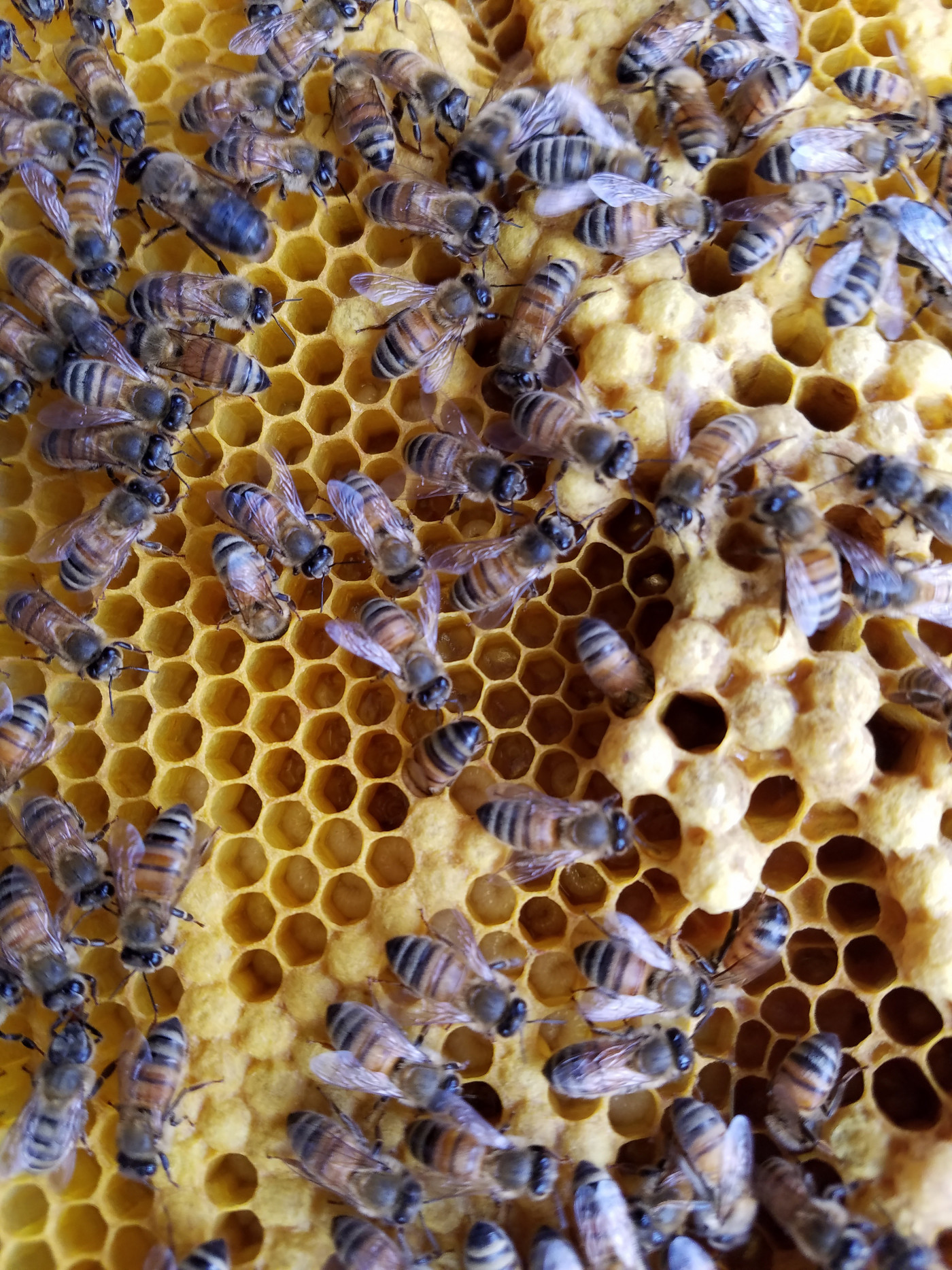 NT - Bienenwaben