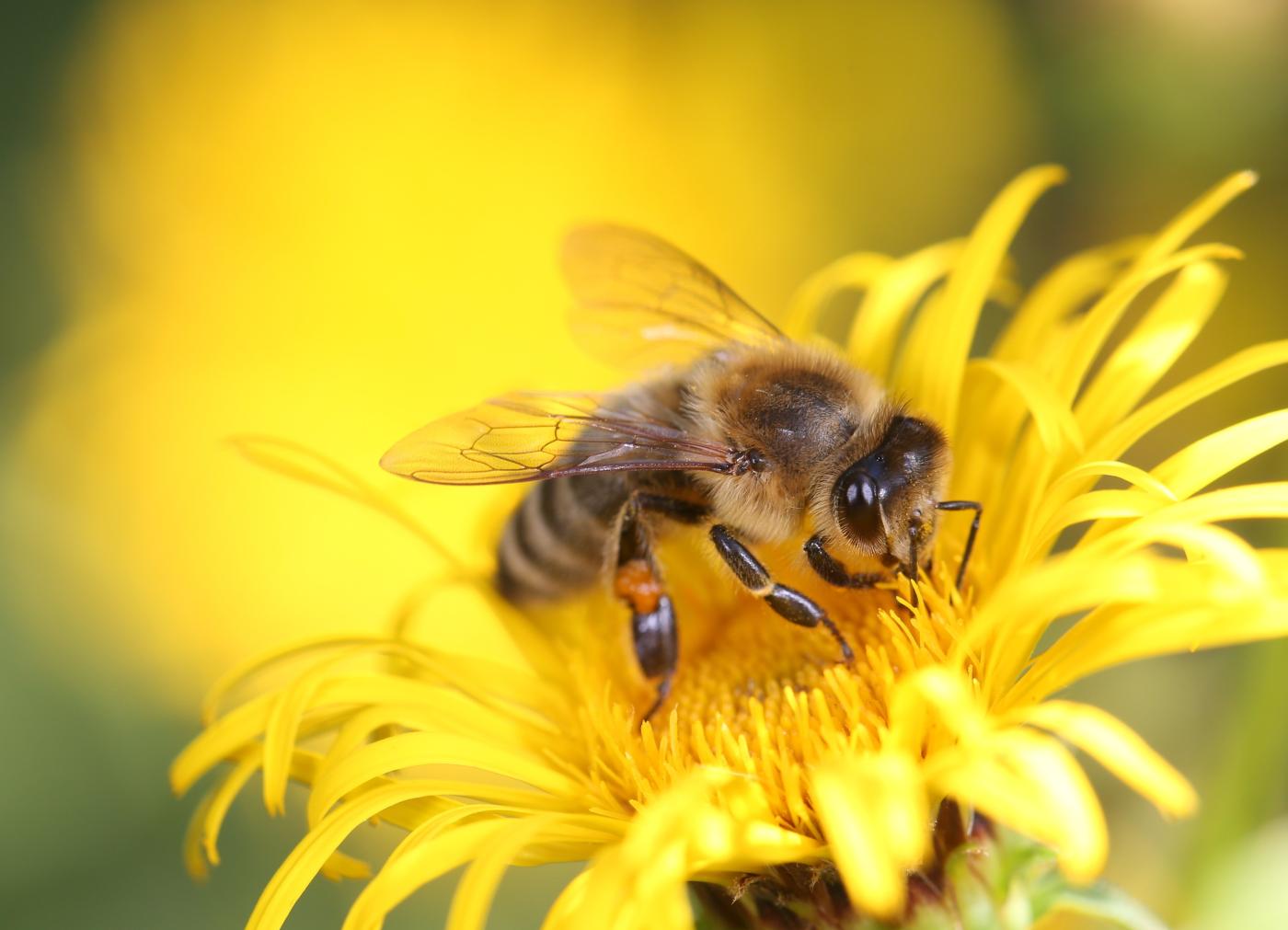 NT/D - HVST - Wie wichtig sind Bienen für die Menschen?